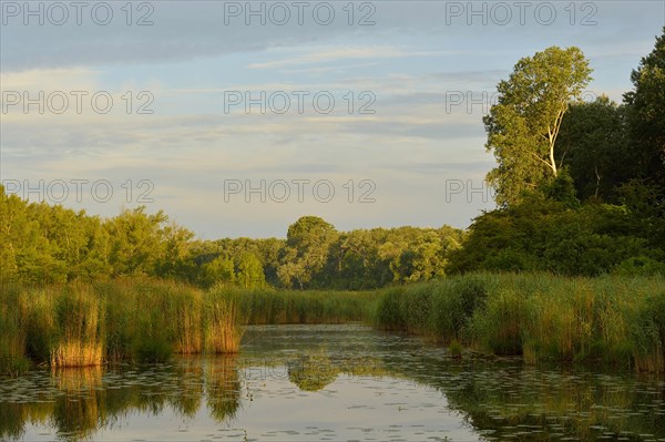 Morning light over a small lake