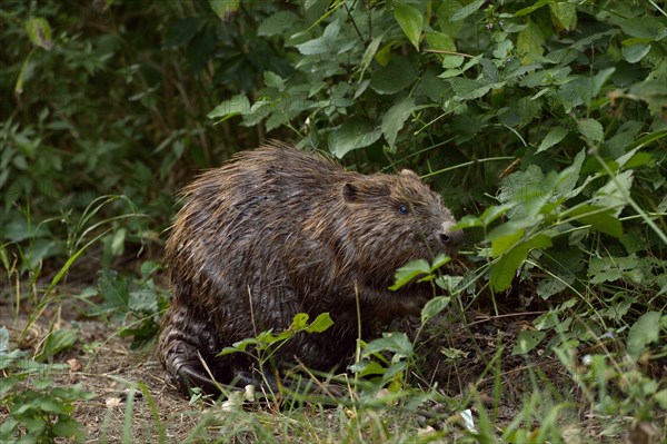 European beaver (Castor fiber) eating