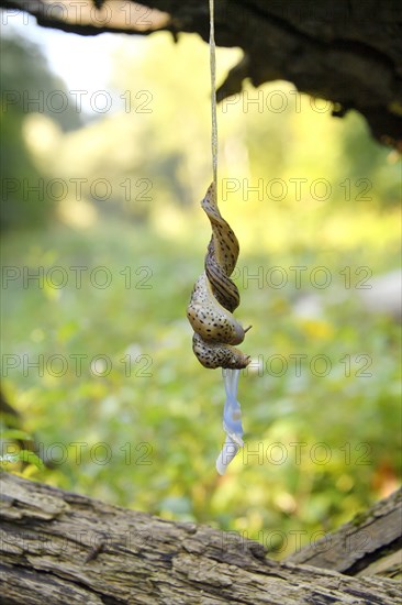 Great grey slug (Limax maximus)