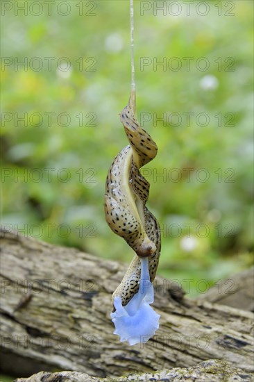 Great grey slug (Limax maximus)