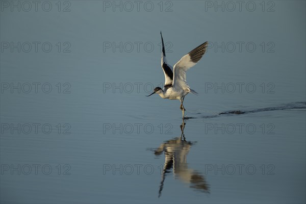 Pied avocet (Recurvirostra avosetta)