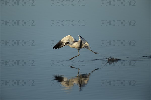 Pied avocet (Recurvirostra avosetta) running over shallow water