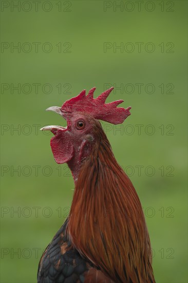 Cockerel (Gallus gallus) calling