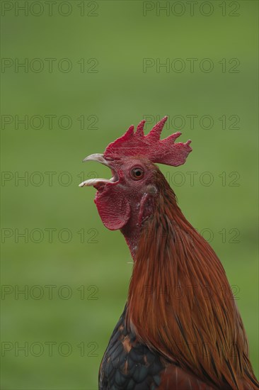 Cockerel (Gallus gallus) calling