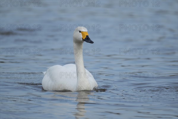Bewick's swan (Cygnus columbianus bewickii) adult bird on a lake