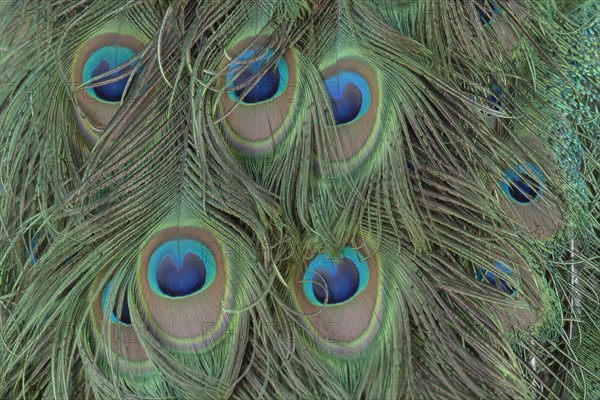 Blue peafowl (Pavo cristatus)
