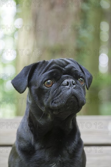 Black Pug