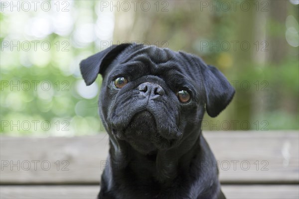 Black Pug