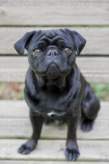 Black Pug sitting on bench