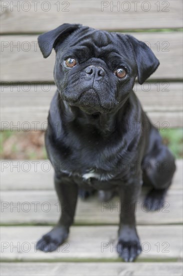 Black Pug on bench