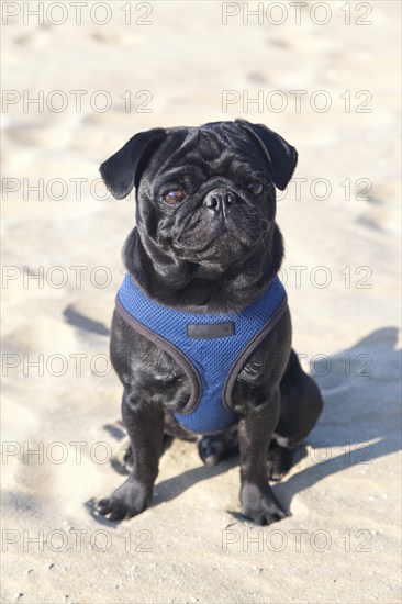 Black pug sitting on the sand