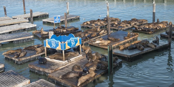 Californian Sea Lions (Zalophus californianus) at Pier 39