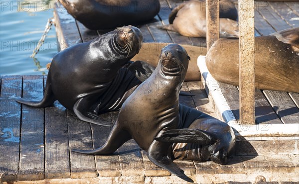 Californian Sea Lions (Zalophus californianus) at Pier 39