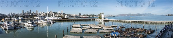 California Sea Lions (Zalophus californianus) at Pier 39 with skyline of San Francisco's Fisherman's Wharf