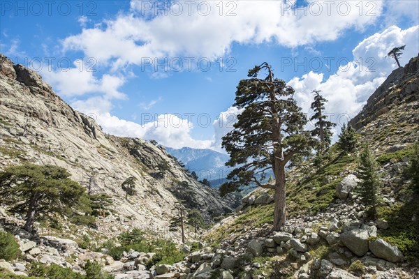 Mountainous landscape in Golo Valley