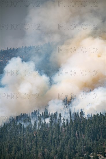 Smoke cloud of a forest fire