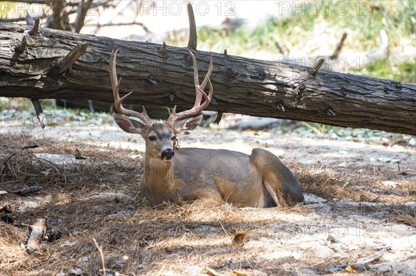 Mule deer (Odocoileus hemionus) resting on forest floor