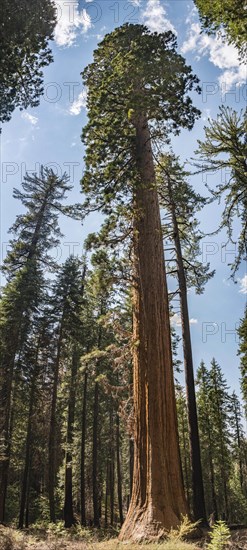 Giant sequoia (Sequoiadendron giganteum)