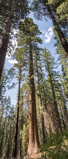 Giant sequoia (Sequoiadendron giganteum)