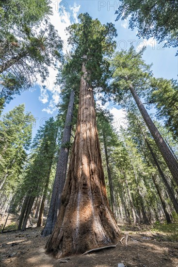 Giant sequoia (Sequoiadendron giganteum)