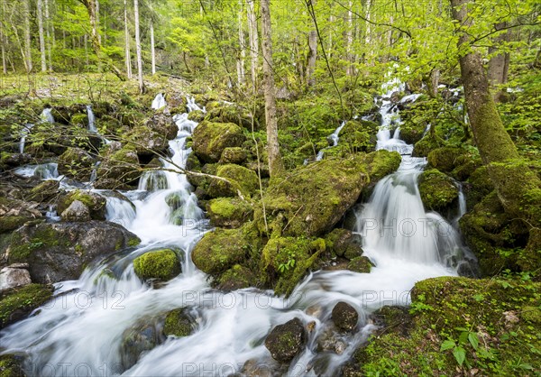 Rothbach with mossy stones