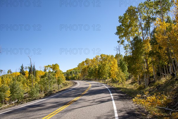Highway 12 through autumnal aspen forest
