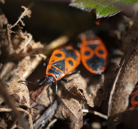 Fire bugs (Pyrrhocoris apterus) in autumn leaves