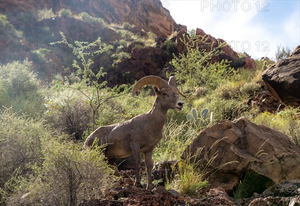 Desert bighorn sheep (Ovis canadensis nelsoni)