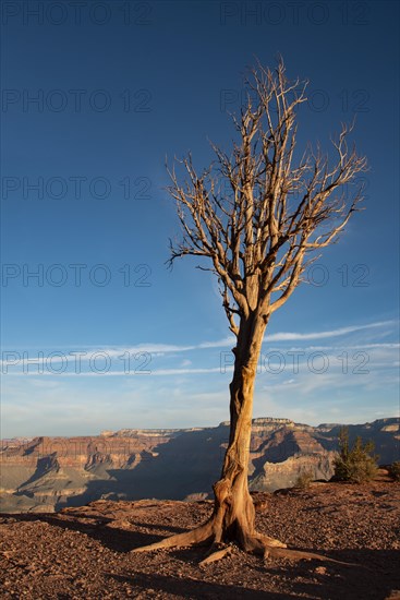 Dried tree