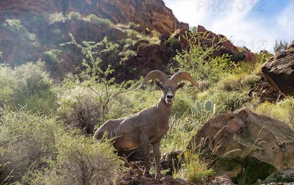 Desert bighorn sheep (Ovis canadensis nelsoni)