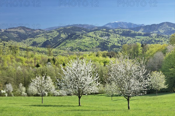 Cherry blossom near Ebringen with view to the mountain Blauen