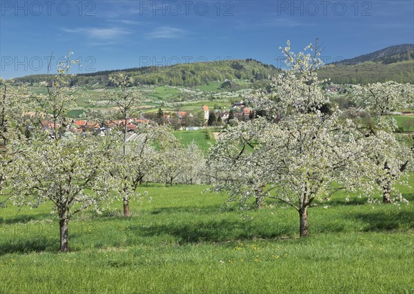 Cherry blossom in Obereggenen