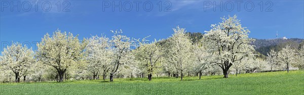 Cherry blossom near Obereggenen