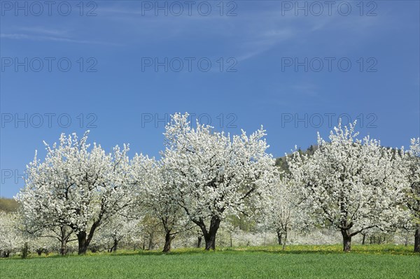 Cherry blossom near Obereggenen