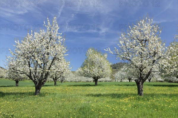 Cherry blossom near Obereggenen