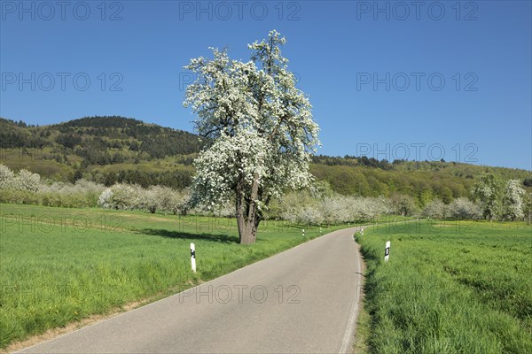 Blossoming cherry tree on the country road
