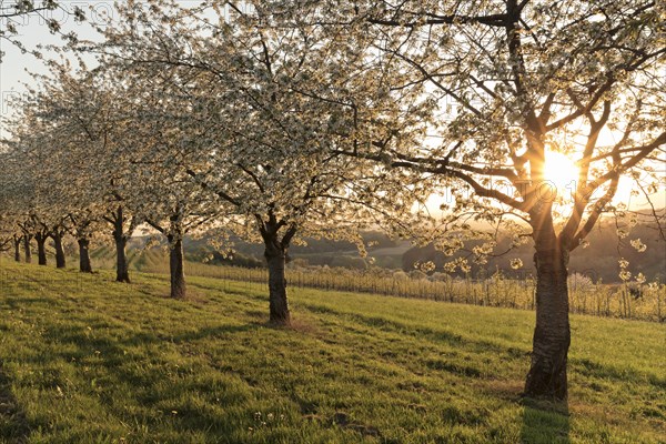 Sun shines through blossoming cherry trees