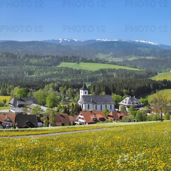 Blooming dandelion meadows with view from Breitnau to Feldberg