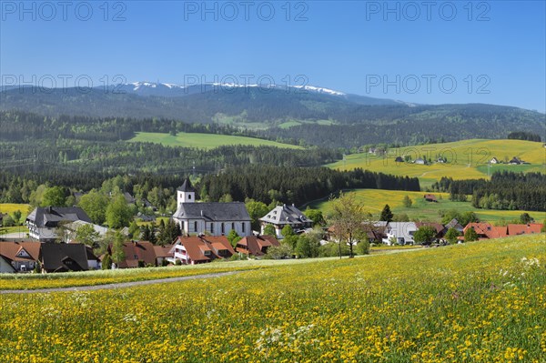 Blooming dandelion meadows with view from Breitnau to Feldberg