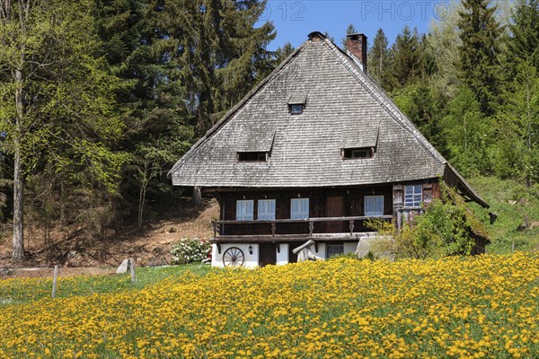 Rankmuhle near St.Margen in spring