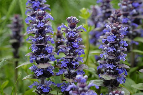 Carpet bugle (Ajuga reptans)