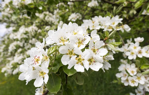 Flowering Pear Tree (Pyrus communis)