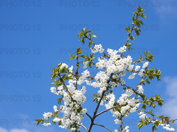 Blooming cherry tree