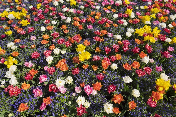 Tulips (Tulips) and forget-me-not (Myosotis sylvatica)