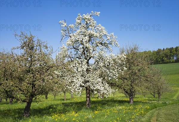 Flowering fruit trees