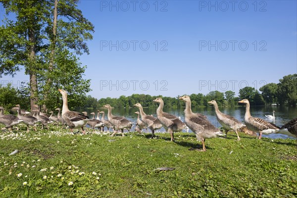 Family of Geese