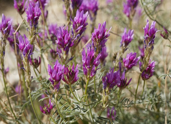 Astragalus onobrychis (Astragalus onobrychis)