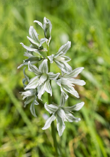 Star-of-Bethlehem (Ornithogalum boucheanum)