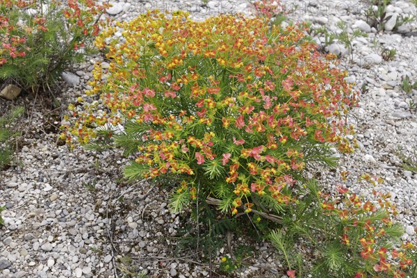 Cypress Spurge (Euphorbia cyparissias) on gravelbank