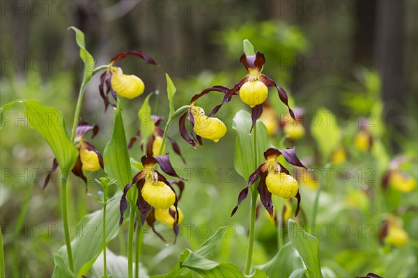 Several yellow Lady's Slipper Orchids (Cypripedium calceolus)